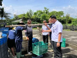 Lapas Kelas IIA Ambarawa Panen Ikan Lele Kesekian Kalianya Untuk Keberlanjutan Program Ketahanan Pangan