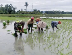 Babinsa Koramil 26/Grong-Grong Turun ke Sawah, Dampingi Petani Tanam Padi di Desa Pangge Pilok