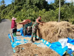 Bentuk Nyata, Babinsa Koramil 06/Teluk Dalam Turun ke Sawah Bantu Petani Merontokkan Padi