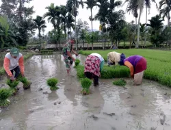 Dukung Ketahanan Pangan, Babinsa Koramil Tiro Turun ke Sawah Dampingi Petani