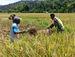 Babinsa Koramil 16/Tangse Dampingi Petani Panen Padi, Perkuat Ketahanan Pangan di Wilayah Tangse