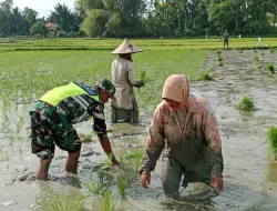 Perkuat Ketahanan Pangan, Babinsa Koramil 03/Delima Dampingi Petani Tanam Padi di Desa Keutapang Aree