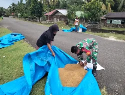 Bantu Petani Menjemur Padi
