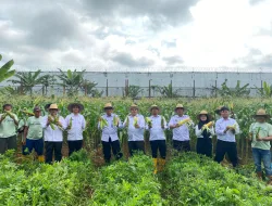 Panen 1.000 Jagung Manis, Lapas Banjarbaru Dukung Program Ketahanan Pangan