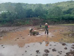 Babinsa Koramil 1405-08/Tanete Riaja Dampingi Pembajakan Sawah Warga di Desa Bacu-Bacu