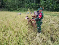 Babinsa Posramil Teupah Barat Melaksanakan Panen Padi Bersama Warga Binaan