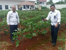 Panen Terong Ungu Rutan Pelaihari Tutup Akhir Tahun 2025