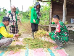 Babinsa Koramil 01/Simtim Melaksanakan Panen Padi Bersama Warga Binaan