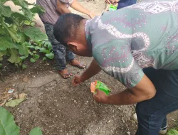 Lapas Wonreli Gelar Penanaman Sawi dan Kangkung untuk Dukung Ketahanan Pangan