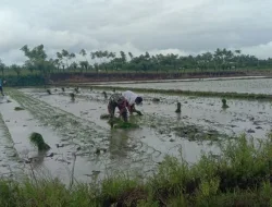 Babinsa Koramil 1404-01/Suppa Dampingi Petani Tanam Padi di Desa Lotang Salo
