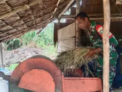 Bentuk Nyata, Babinsa Koramil 03/Tepsel Turun ke Sawah Bantu Petani Merontokkan Padi