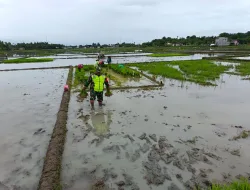 Dukung Ketahanan Pangan Wilayah, Babinsa Koramil 26/Grong-Grong Turun ke Sawah Bantu Petani Tanam Padi