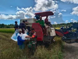 Babinsa Koramil 06/Teluk Dalam Melaksanakan Panen Padi Bersama Warga Binaan
