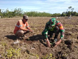 Wujudkan Ketahanan Pangan, Babinsa Posramil Beutong Ateuh Banggalang Bantu Petani Tanam Kacang Tanah