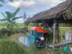 Bentuk Nyata, Babinsa Koramil 01/Simeulue Timur Turun ke Sawah Bantu Petani Merontokkan Padi