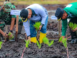 Dampingi Walikota,Dandim 0907/Trk Pimpin Tanam Padi Dilahan Cetak Sawah Rakyat