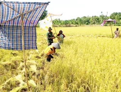 Babinsa Perkuat Ketahanan Pangan, Pendampingan Panen Padi, Sembari Komsos Dengan Warga Desa Binaan