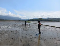 Percepat LTT, Babinsa Koramil 1404-07/Lembang Dampingi Petani Tanam Padi