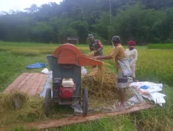 Babinsa Perkuat Ketahanan Pangan, Pendampingan Panen Padi, Sembari Komsos Dengan Warga Desa Binaan