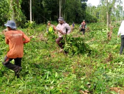 Babinsa Koramil 15/Tiro Bersama Warga Bersihkan Lahan Tidur di Trieng Cudo Tunong