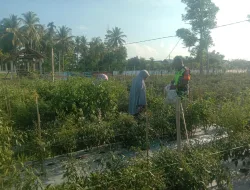 Babinsa Koramil 05/Indra Jaya Kodim 0102/Pidie  Turut Dampingi Petani Cabai Saat Panen