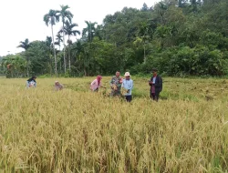 Babinsa Posramil Teupah Barat Melaksanakan Panen Padi Bersama Warga Binaan
