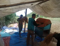 Bentuk Nyata, Babinsa Posramil Teupah Barat Turun ke Sawah Bantu Petani Merontokkan Padi