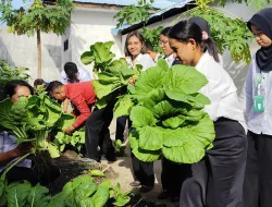 Lapas Kelas III Wonreli Ikuti Panen Raya Serentak, Memanen Sayur Sawi untuk Dukung Ketahanan Pangan