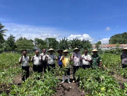 Implementasikan 15 Program Aksi Menimipas, Kanwil Ditjenpas NTT Gelar Panen Raya Serentak