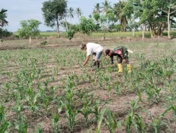 Babinsa Koramil 1404-02/Mattiro Sompe Bantu Petani Jagung di Desa Patobong.