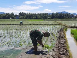 Babinsa Koramil 1404-07/Lembang Dampingi Petani Tanam Padi di Desa Pakeng