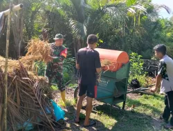 Babinsa Kepada Warga Bantu Petani Menjemur Padi
