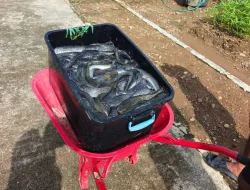 Lapas Banjarbaru Panen 70 Kg Ikan Lele, Dukung 15 Program Aksi Kemenimipas