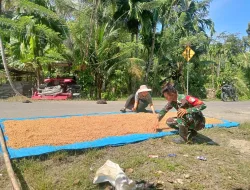 Babinsa Koramil 03/Teupah Selatan Bantu Petani Menjemur Padi