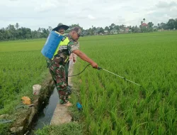 Perawatan Padi, Babinsa Koramil 05/Indra Jaya Dampingi Petani Lakukan Penyemprotan Hama