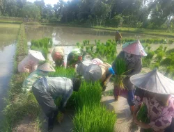 Jalin Kekompakan Demi Ketahanan Pangan, Babinsa Koramil 26/Grong-Grong Bersama Petani Tanam Padi