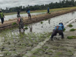 Dukung Ketahanan Pangan, Babinsa Koramil 1404-02/Mattiro Sompe Bantu Petani Tanam Padi