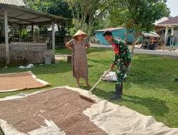 Babinsa Koramil 03/Teupah Selatan Bantu Petani Menjemur Padi