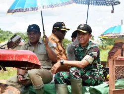 Dandim Merauke Bersama Bupati Laksanakan Panen Raya, Wujud Nyata Dukung Swasembada Pangan