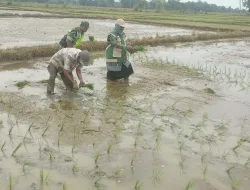 Tingkatkan Kerja Sama Yang Baik Babinsa Koramil 02/Seunagan Dan PPL Turun Kesawah Di Desa Binaan