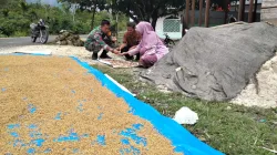 Babinsa Bantu Petani Menjemur Pad