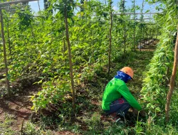 Sejuk Pagi di Kebun SAE, Warga Binaan Rutan Pelaihari Tekun Rawat Sayuran hingga Siap Tanam