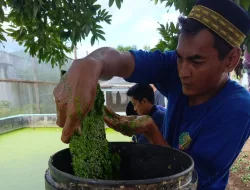 Manfaatkan Azolla, Lapas Banjarbaru Kembangkan Pertanian dan Peternakan Berkelanjutan