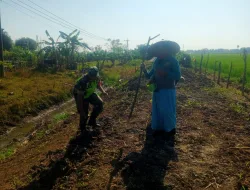 Babinsa Koramil 05/Indra Jaya Bantu Petani Tanam Jagung, Perkuat Ketahanan Pangan Wilayah