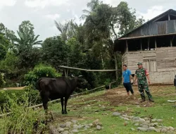 Cegah PMK, Babinsa Koramil 1404-05/Patampanua Pantau Hewan Ternak Sapi Warga