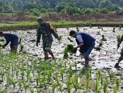 Wujud Dukungan Progam Han Pangan,Babinsa Koramil 0907/01 Tartim Bantu Warga Tanam Padi