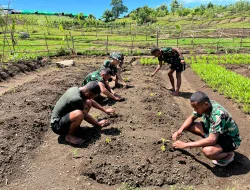 Prajurit Denma Brigif TP 31/PS Berhasil Sulap Lahan Kosong Menjadi Kebun Sayur dan Buah Produktif