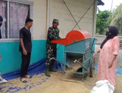 Bentuk Nyata, Babinsa Koramil 04/Salang Turun ke Sawah Bantu Petani Merontokkan Padi
