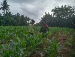 Dukung Ketahanan Pangan, Babinsa Koramil 1404-08/Lanrisang Tinjau Perkebunan Jagung Warga