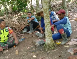 Babinsa Koramil 16/Tangse Komsos Bersama Petani Perkuat Ketahanan Pangan